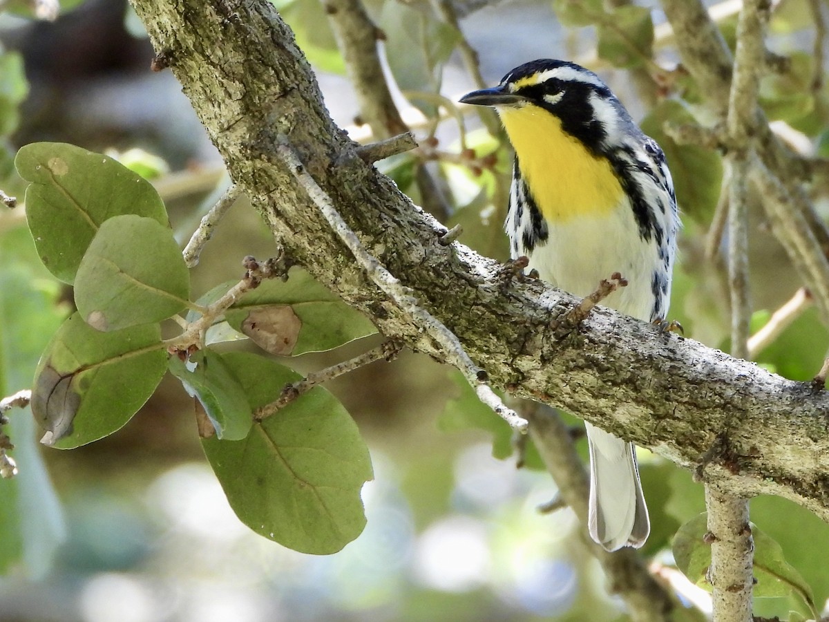 Пісняр-лісовик чорнощокий - ML645307709