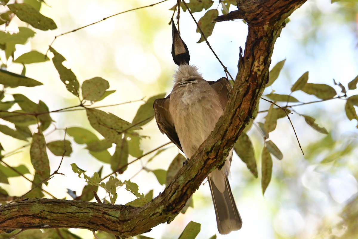 Медівник гологоловий - ML645307710