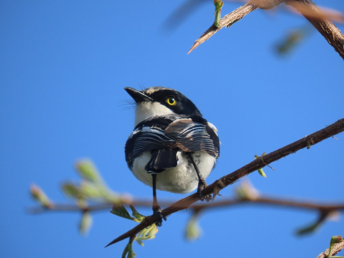 Приріт білобокий - ML645307711