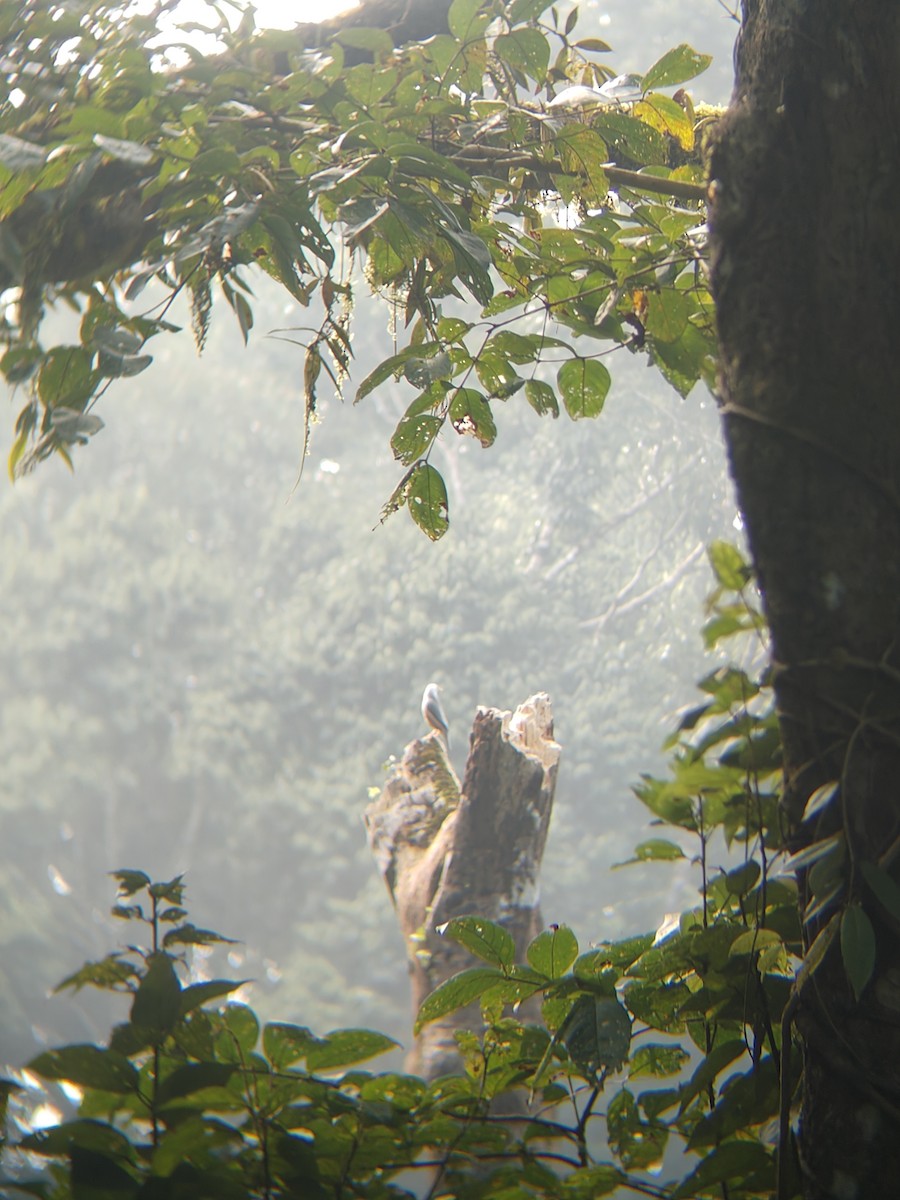 Шпачок малабарський - ML645307714