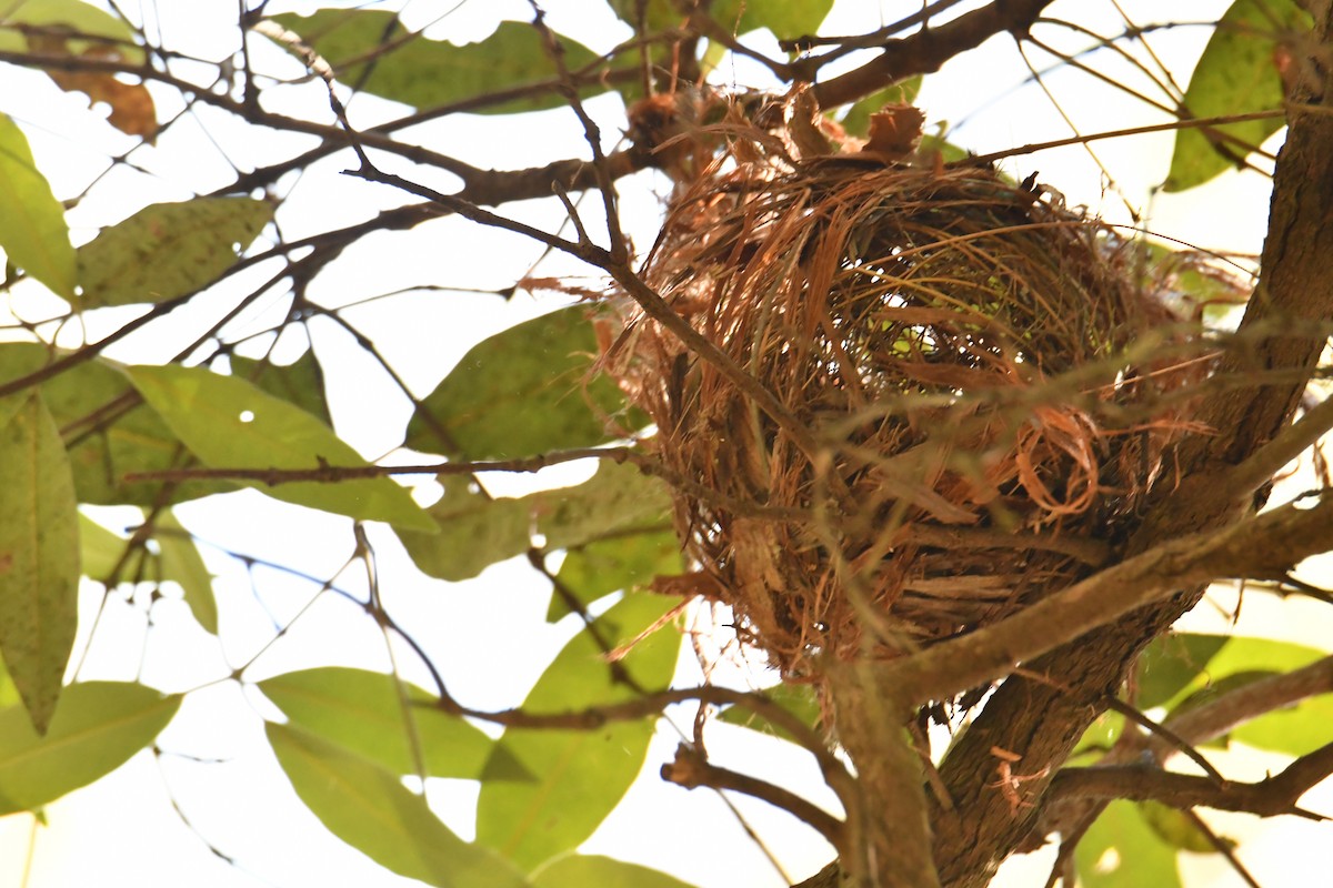 Медівник гологоловий - ML645307715