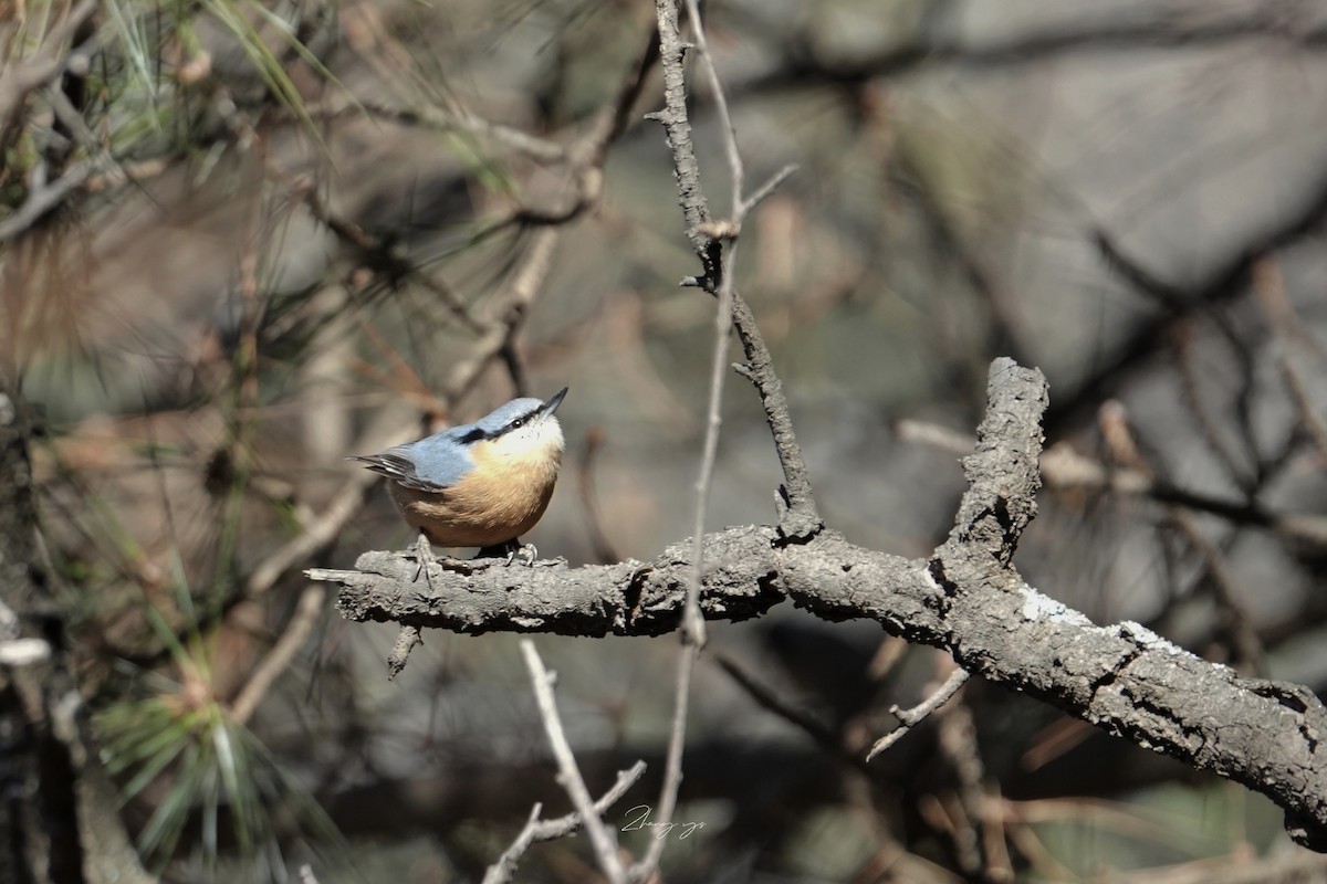 Повзик звичайний - ML645307716