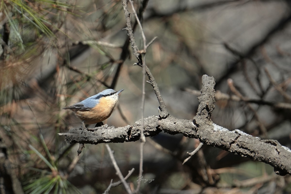 Повзик звичайний - ML645307717