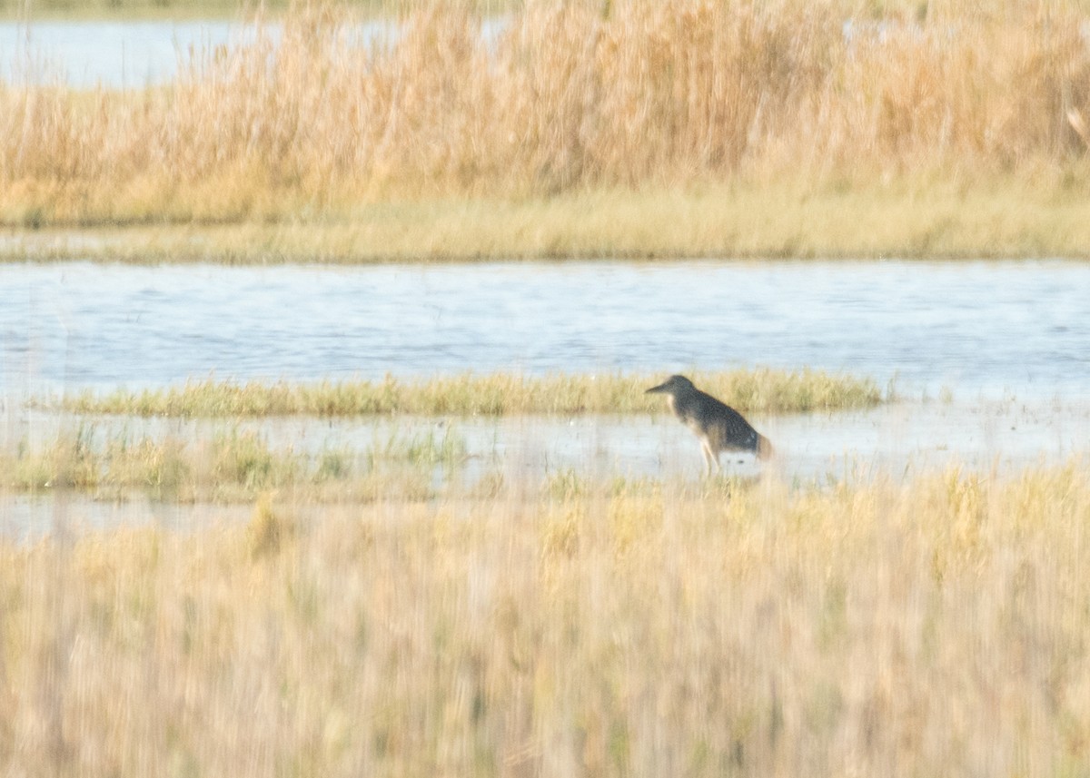 Квак звичайний - ML645307719