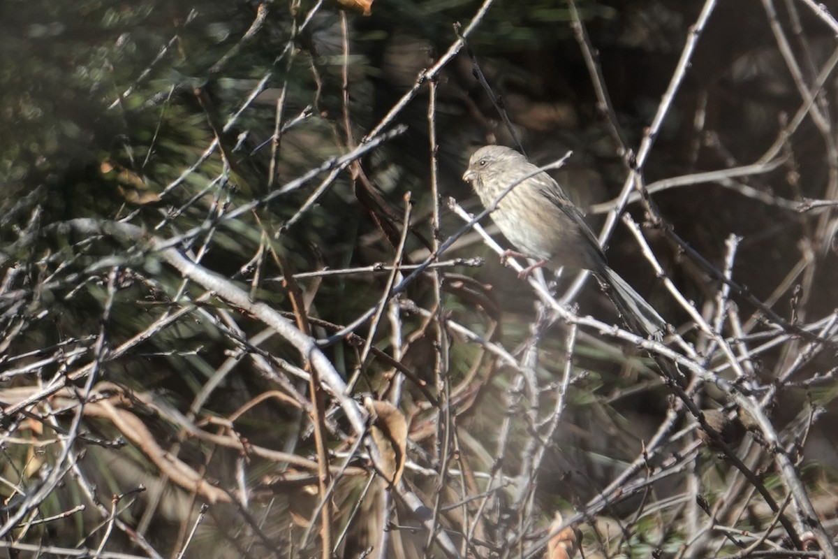 Урагус - ML645307721