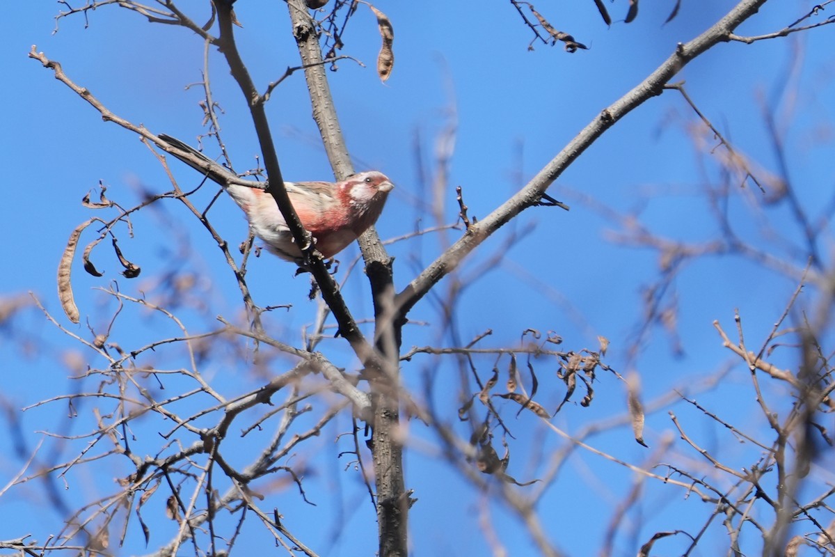 Урагус - ML645307722