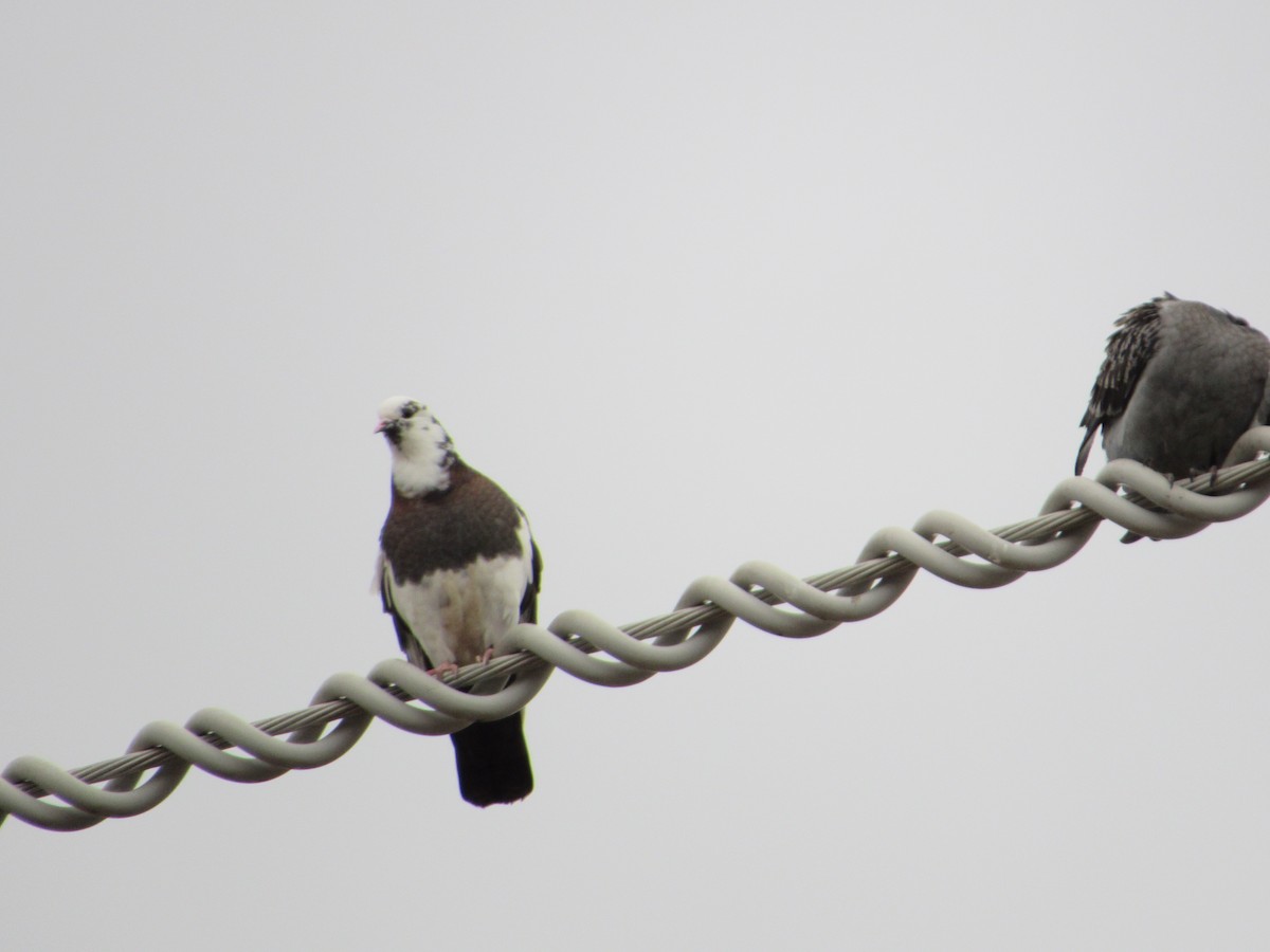 יונת בית - ML645307725