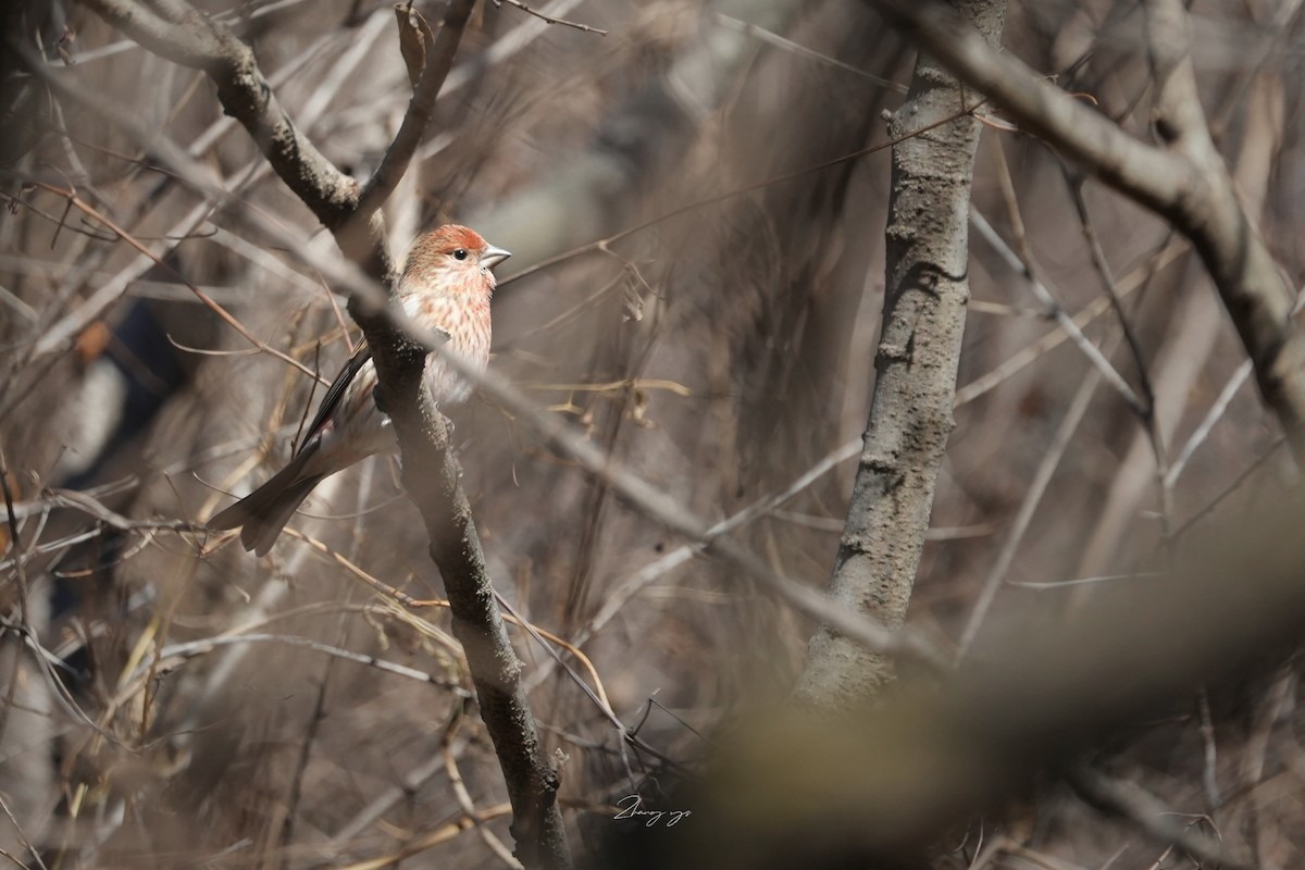 Pallas's Rosefinch - ML645307730