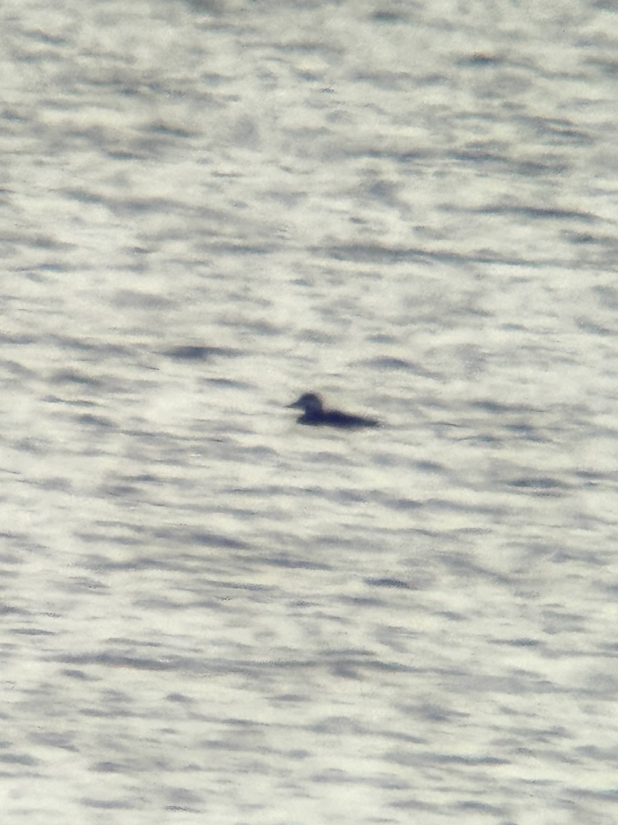 Black Scoter - ML645307734