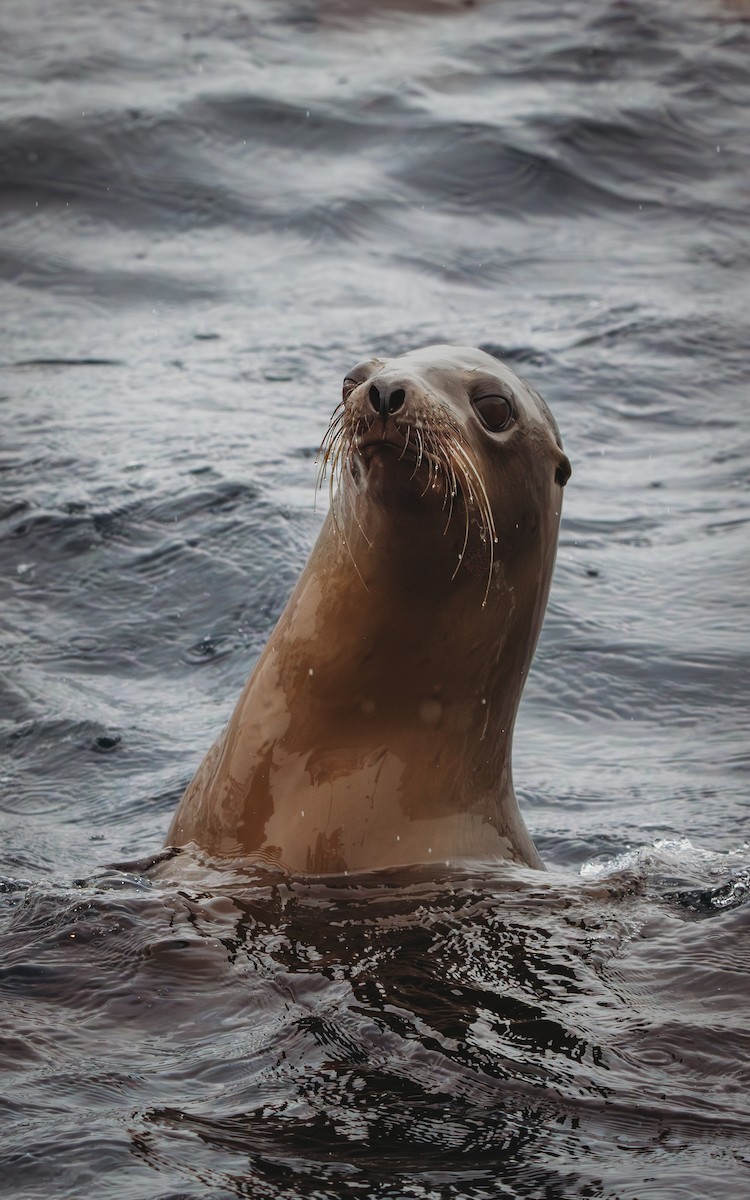 California Sea Lion - ML645307751