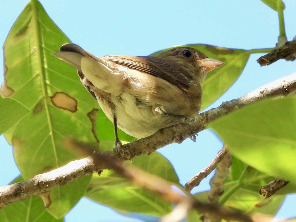Indigo Bunting - ML645307758