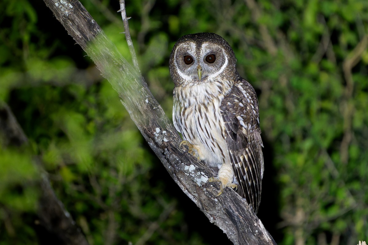 Mottled Owl - ML645307762