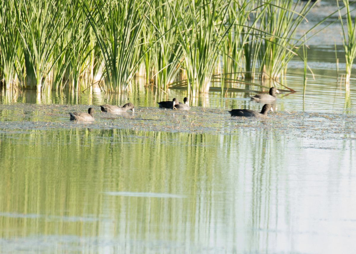 אגמית אמריקנית - ML645307763