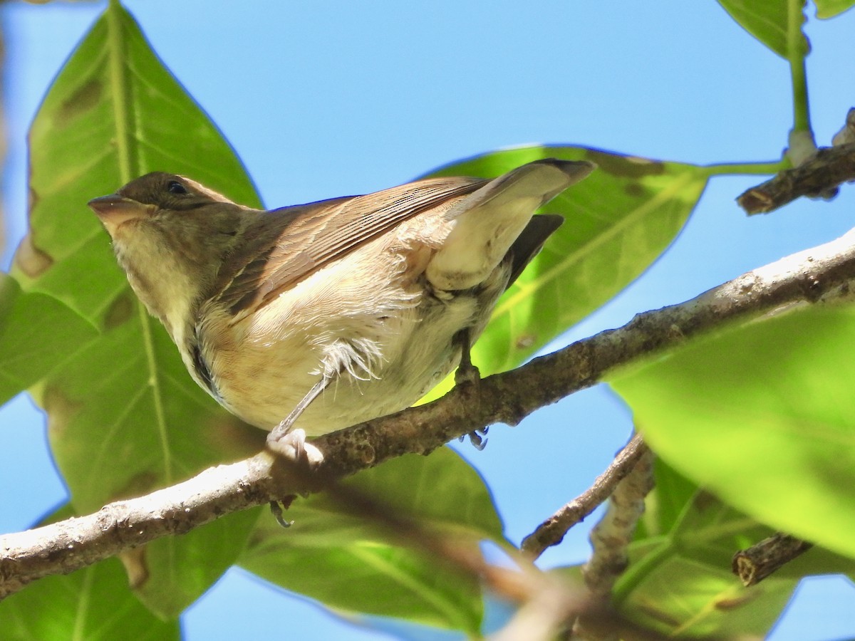 Indigo Bunting - ML645307764