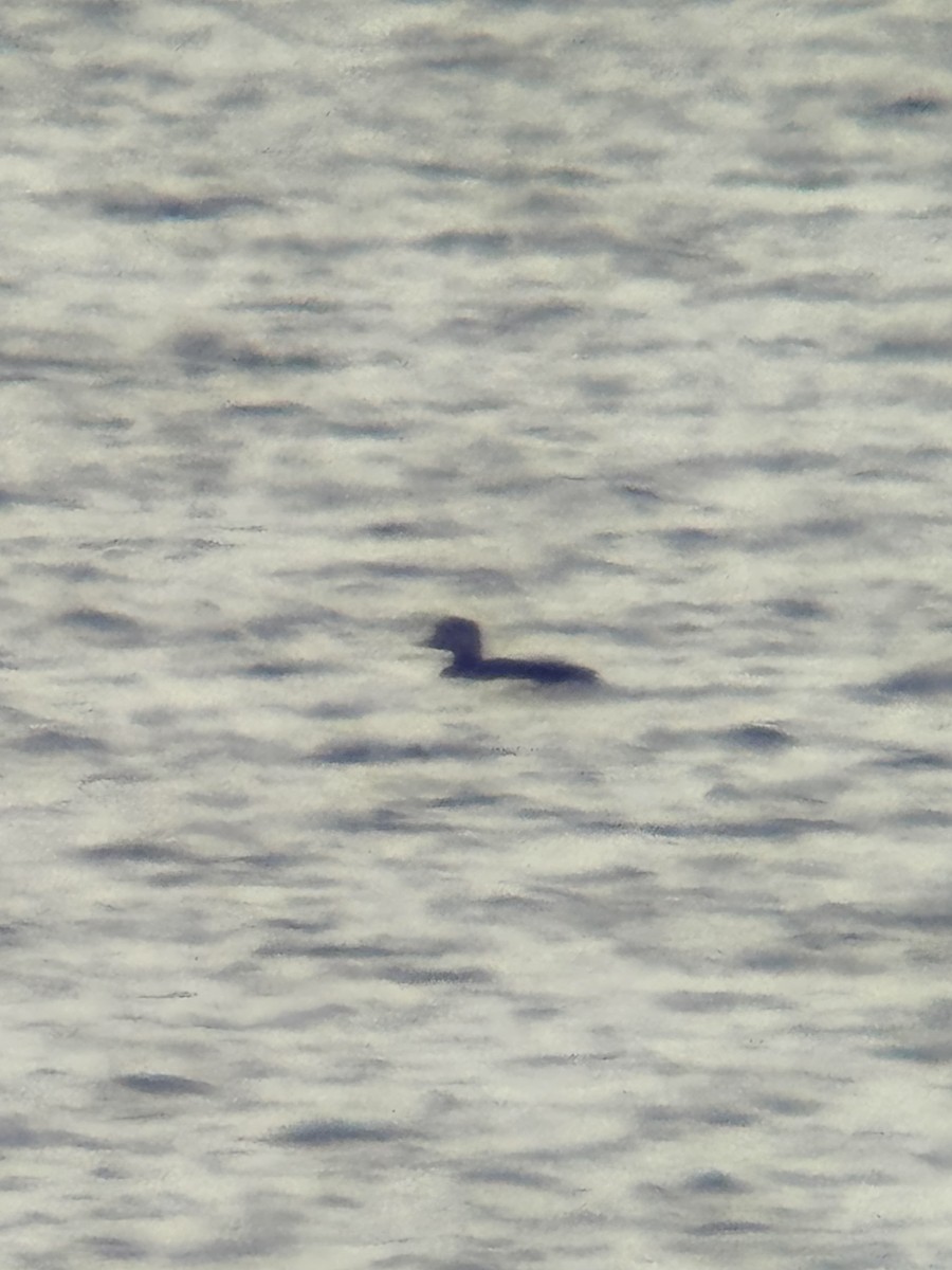 Black Scoter - ML645307766