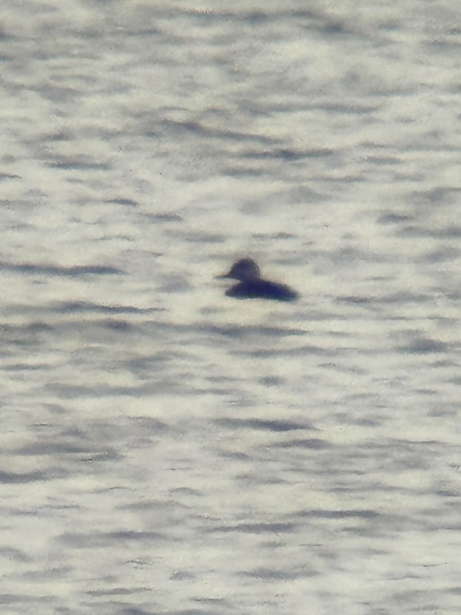 Black Scoter - ML645307767