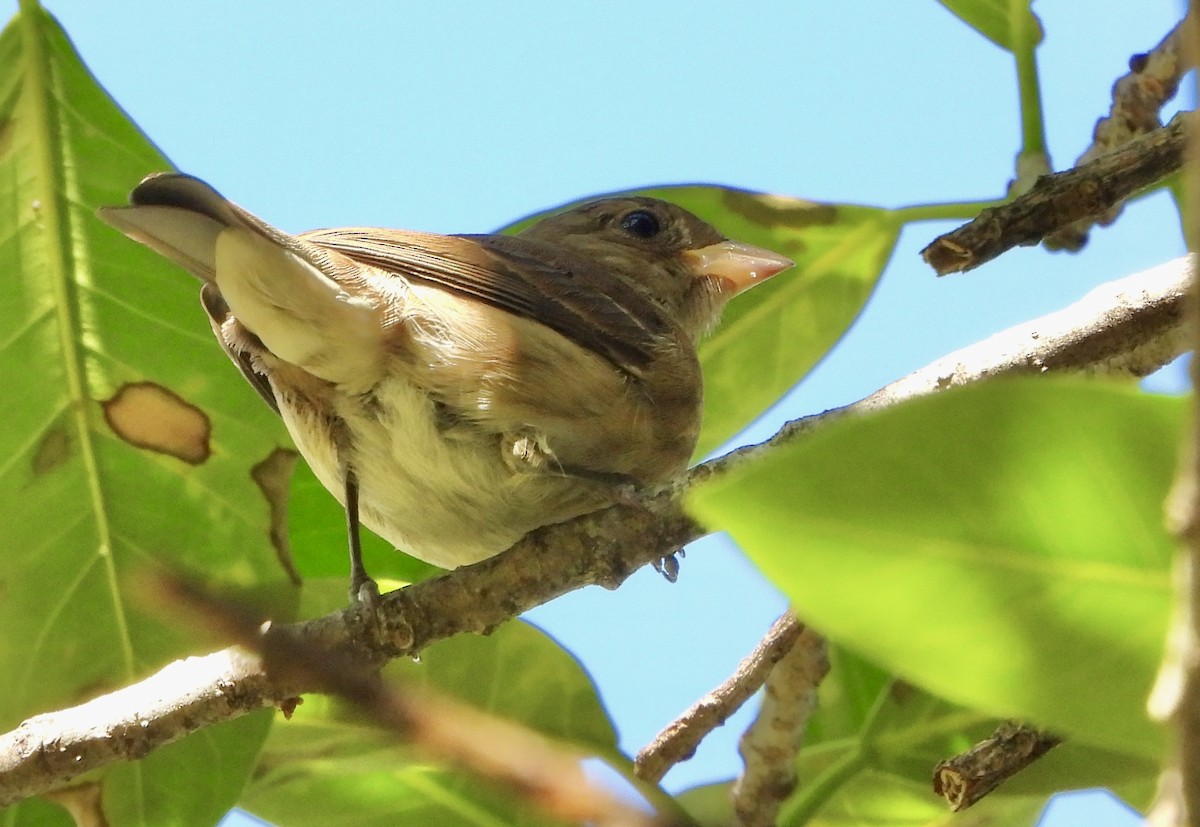 Indigo Bunting - ML645307768