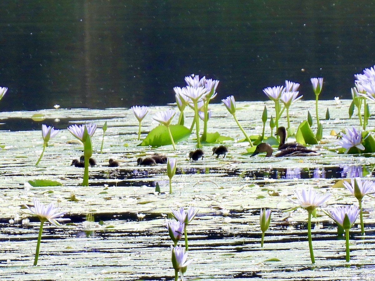 Wandering Whistling-Duck - ML645307769