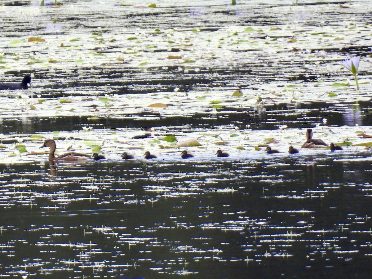 Wandering Whistling-Duck - ML645307770