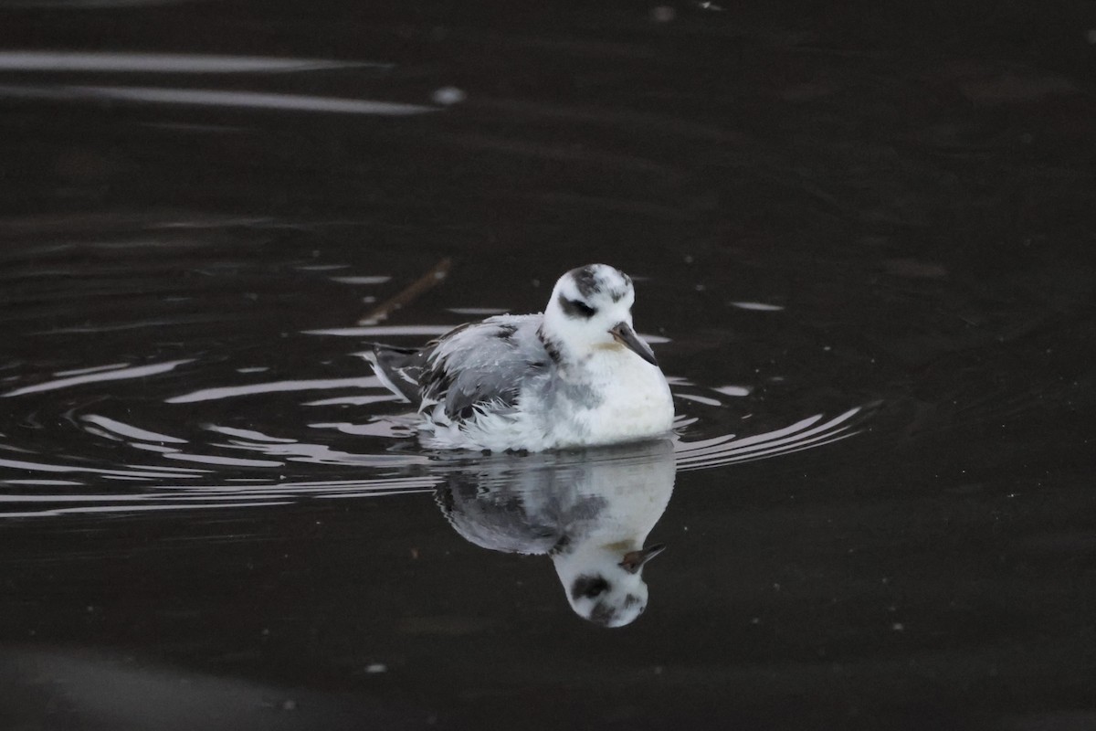 Red Phalarope - ML645307771