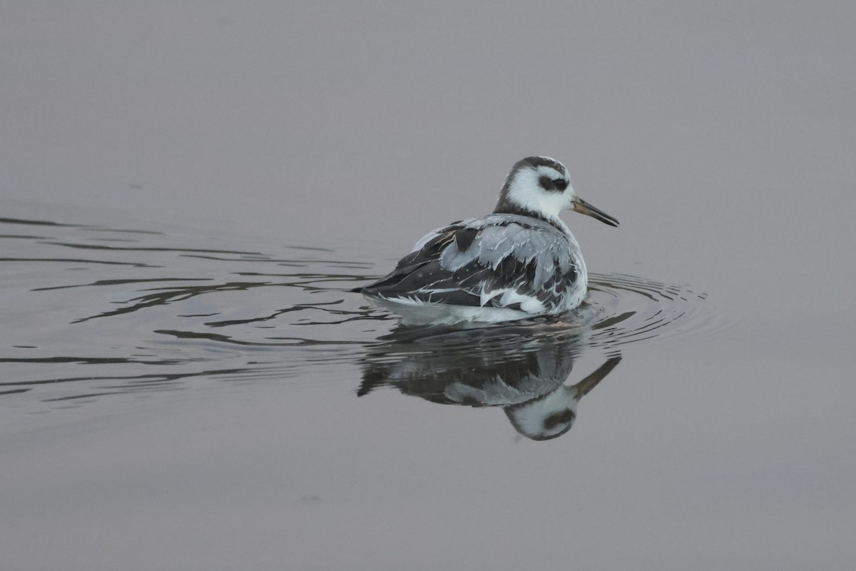 Red Phalarope - ML645307772