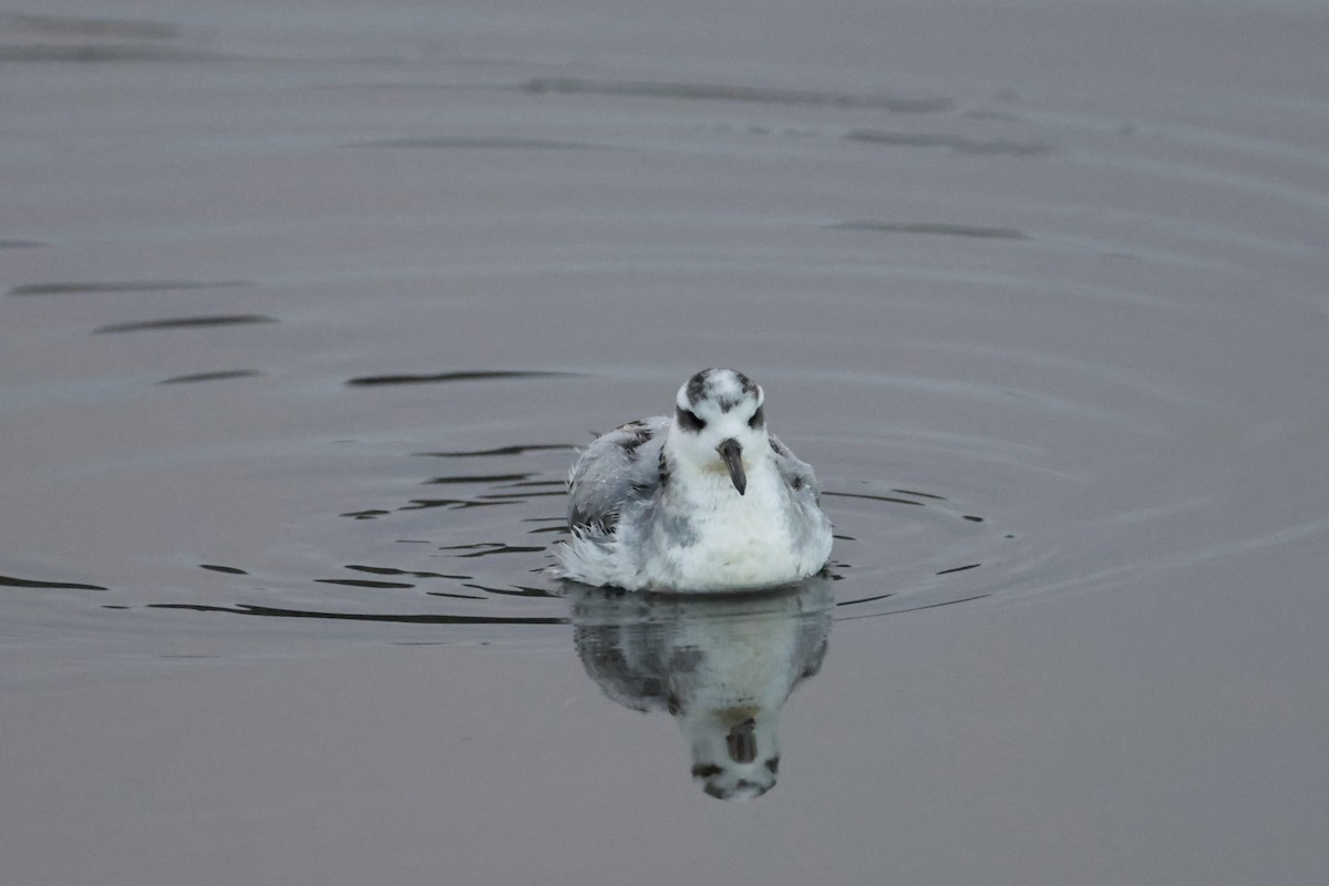 Red Phalarope - ML645307773