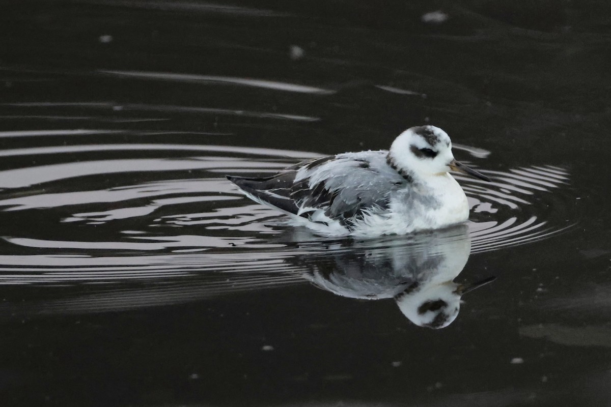Red Phalarope - ML645307774