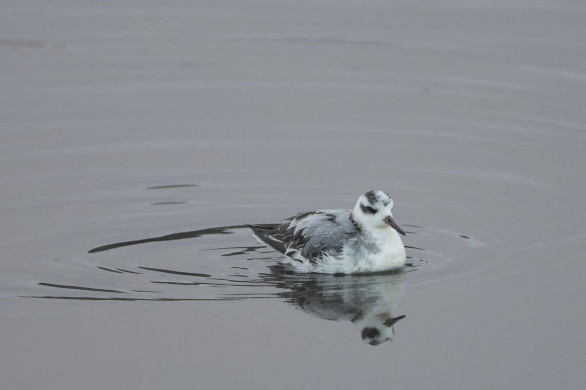 Red Phalarope - ML645307775