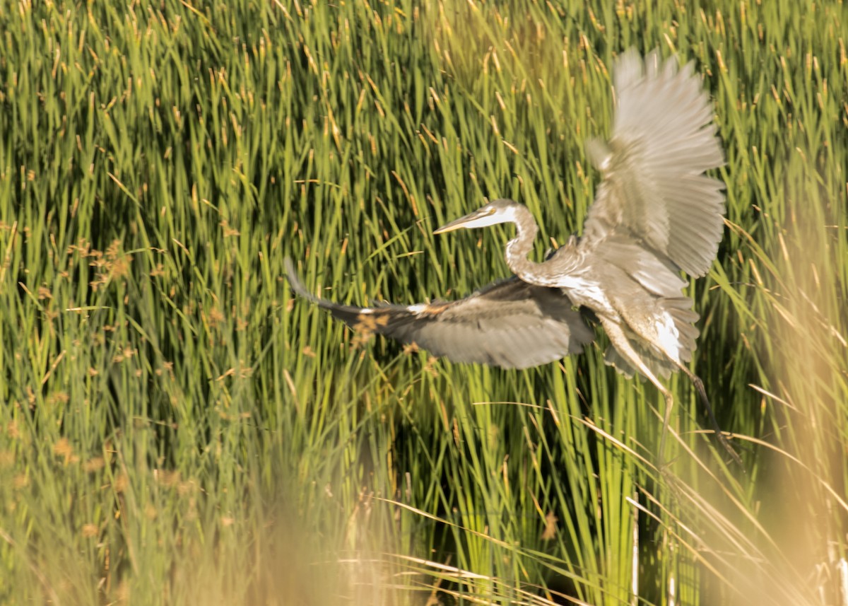 Great Blue Heron - ML645307776
