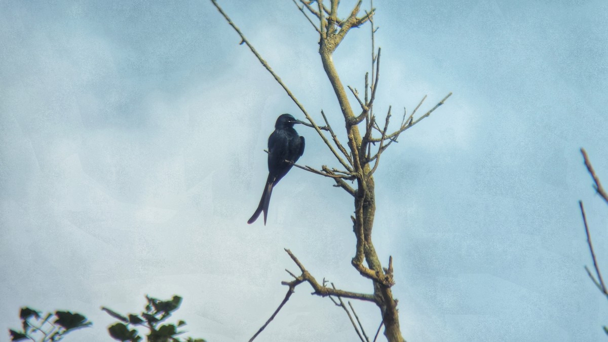 Black Drongo - ML645307777