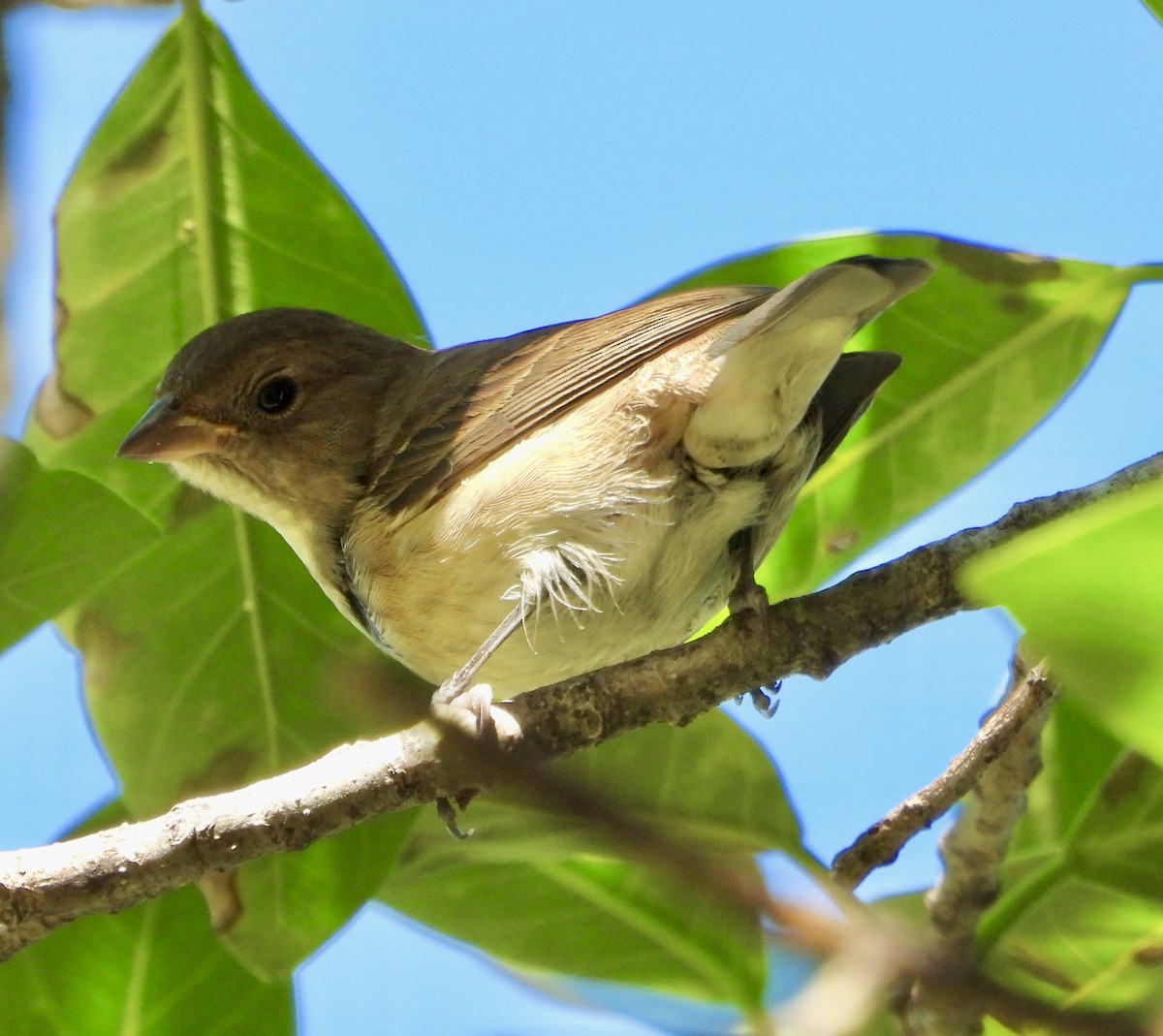 Indigo Bunting - ML645307779