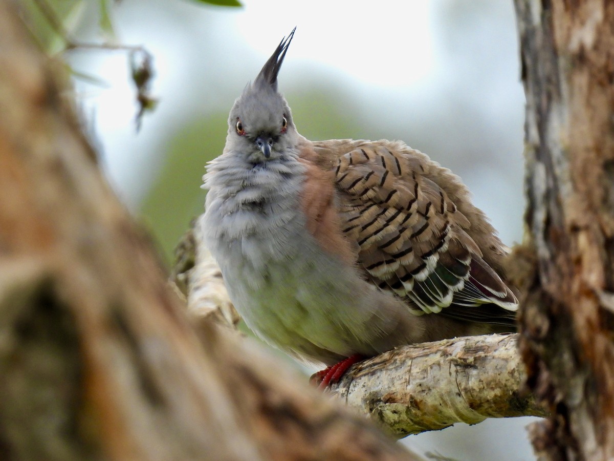 Crested Pigeon - ML645307782
