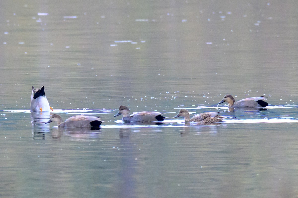 Нерозень - ML645307789