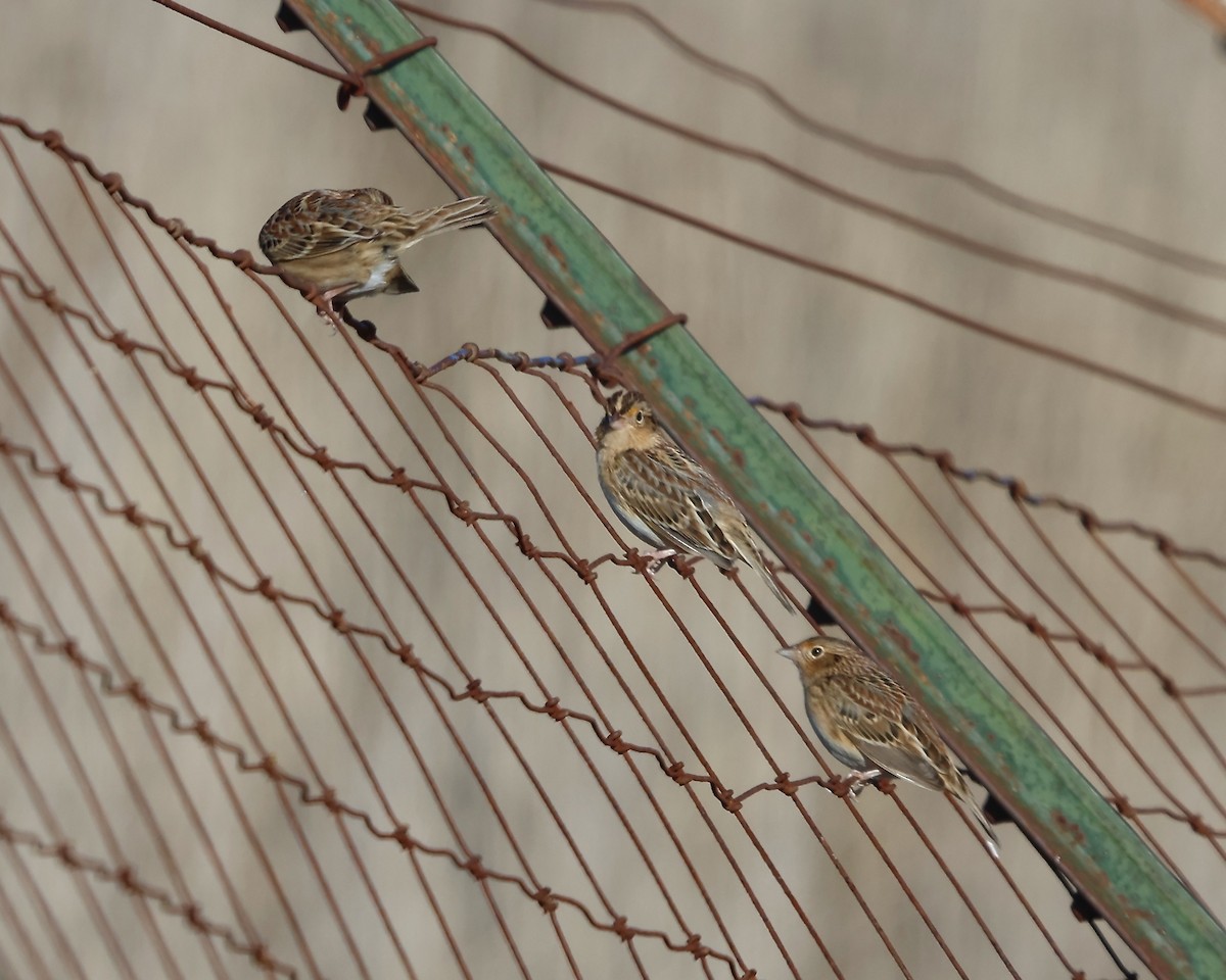 Grasshopper Sparrow - ML645307792