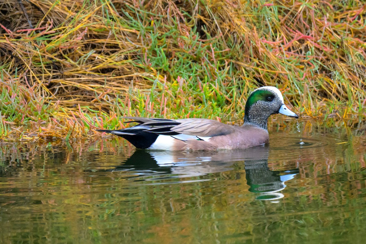 Свищ американський - ML645307793