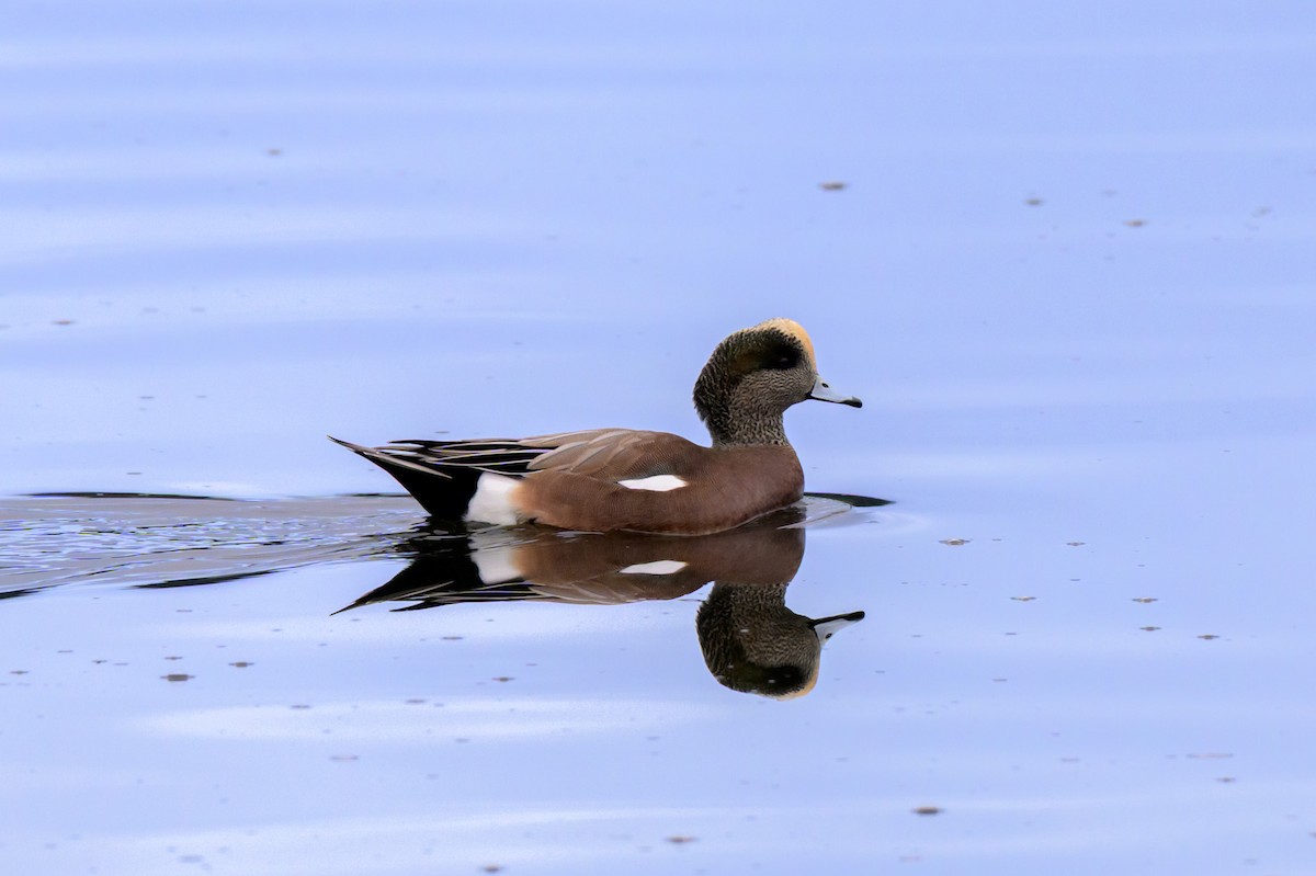 Свищ американський - ML645307794