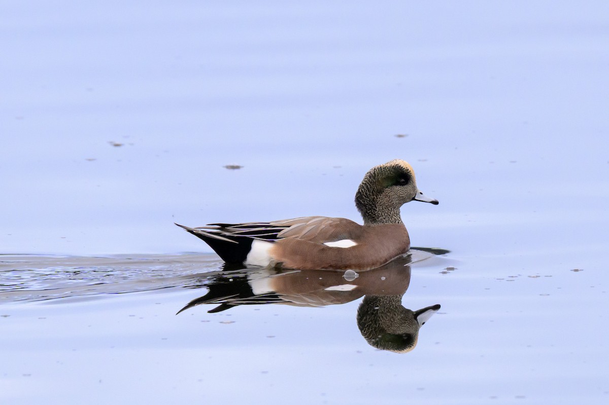 Свищ американський - ML645307795