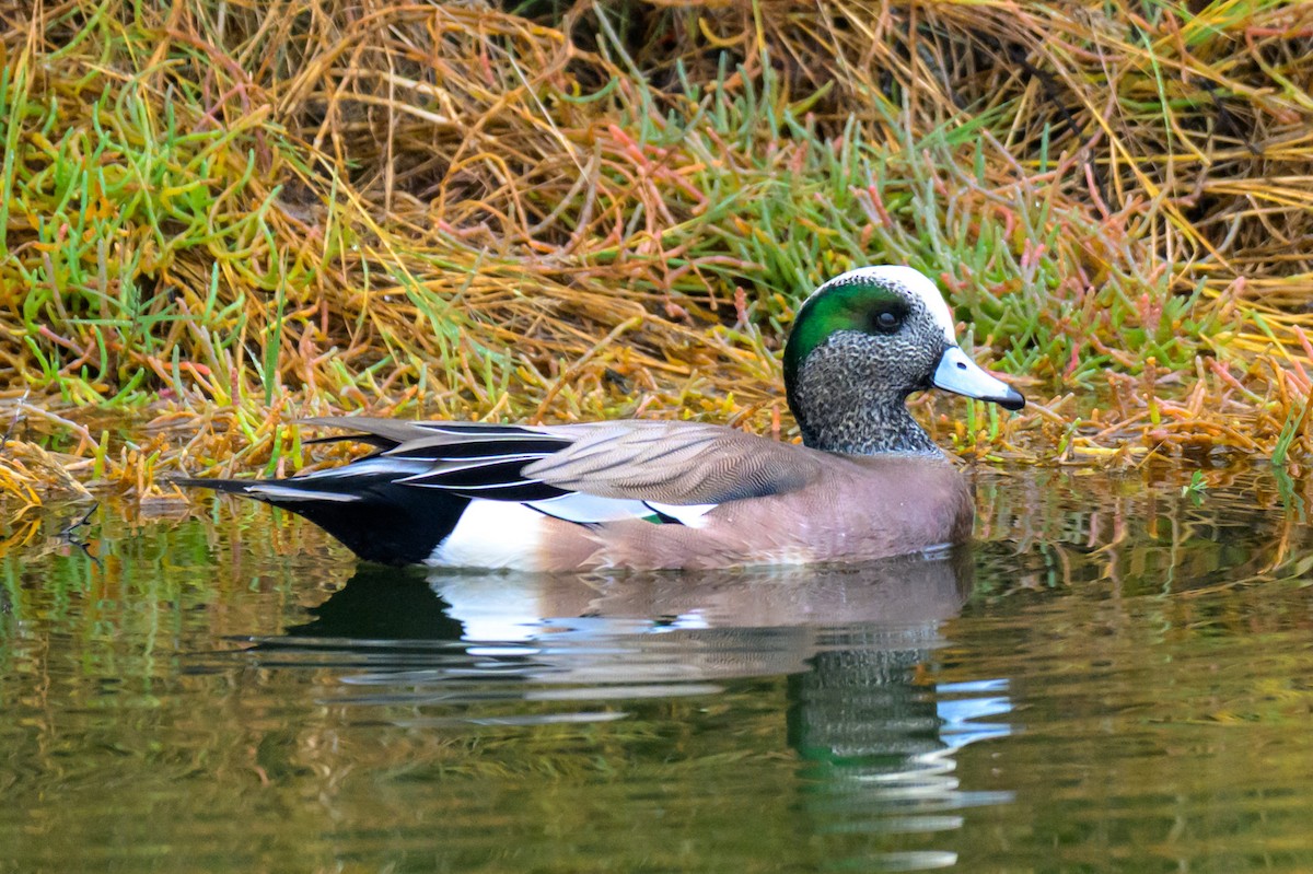 Свищ американський - ML645307797