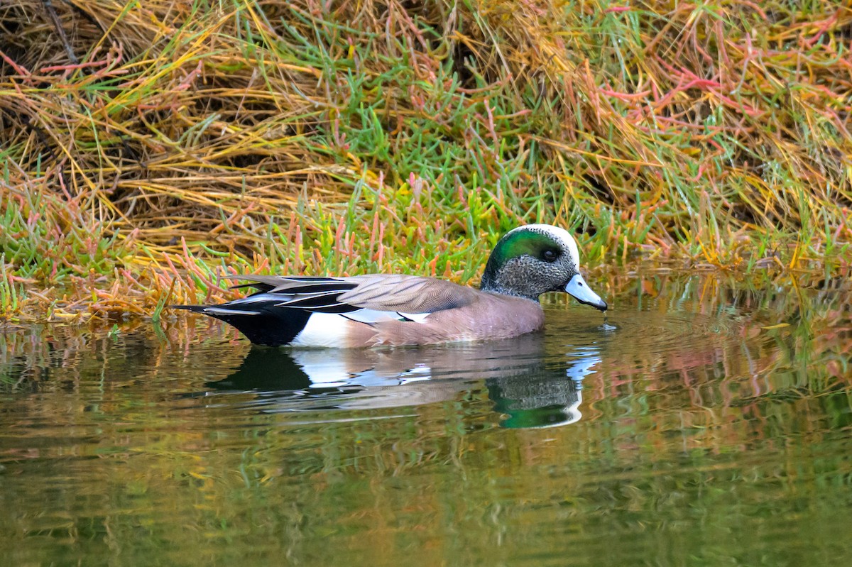 Свищ американський - ML645307798