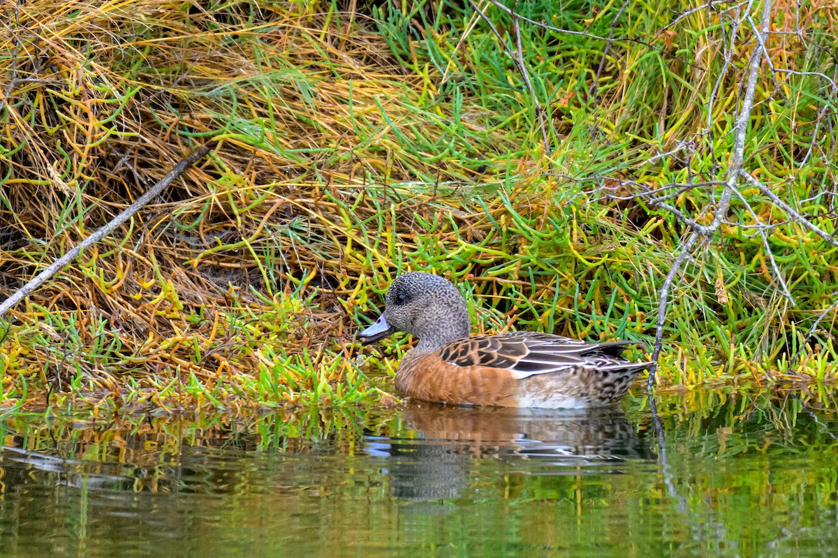 Свищ американський - ML645307799