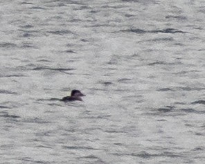 Black Scoter - ML645307800