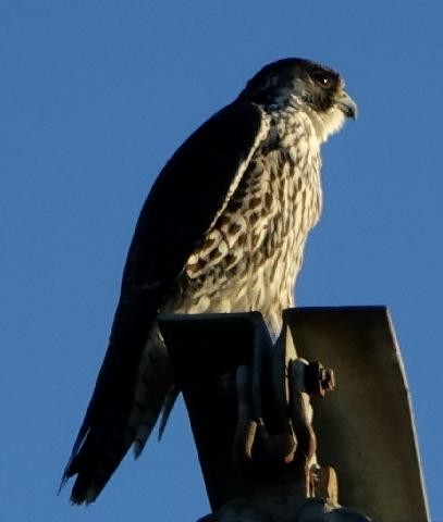 遊隼 - ML645307801