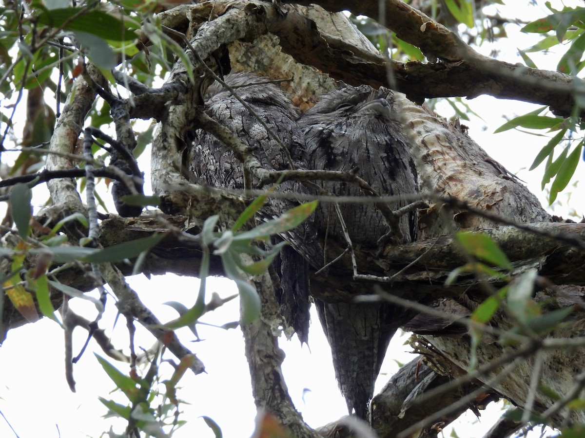Tawny Frogmouth - ML645307803
