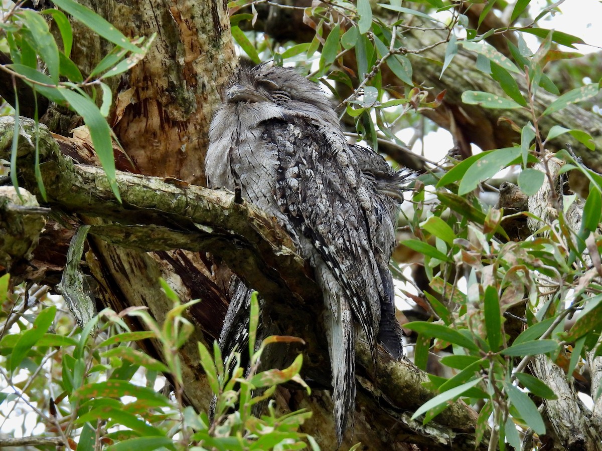 Tawny Frogmouth - ML645307804