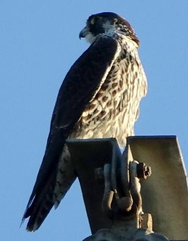 遊隼 - ML645307805