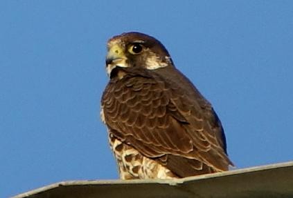 遊隼 - ML645307810