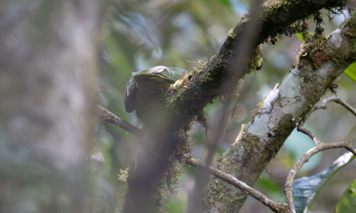 Scaly-naped Amazon - ML645307814