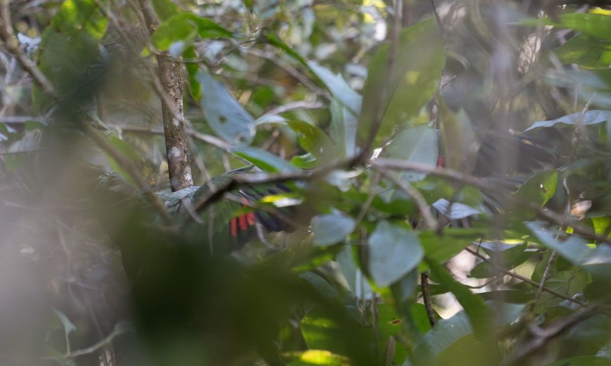 Scaly-naped Amazon - ML645307815