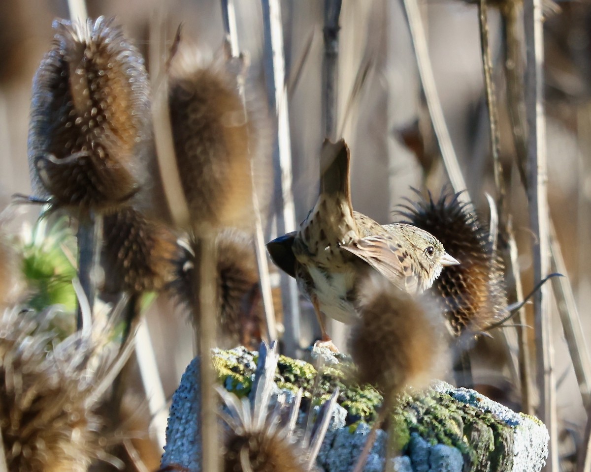 Lincoln's Sparrow - ML645307817