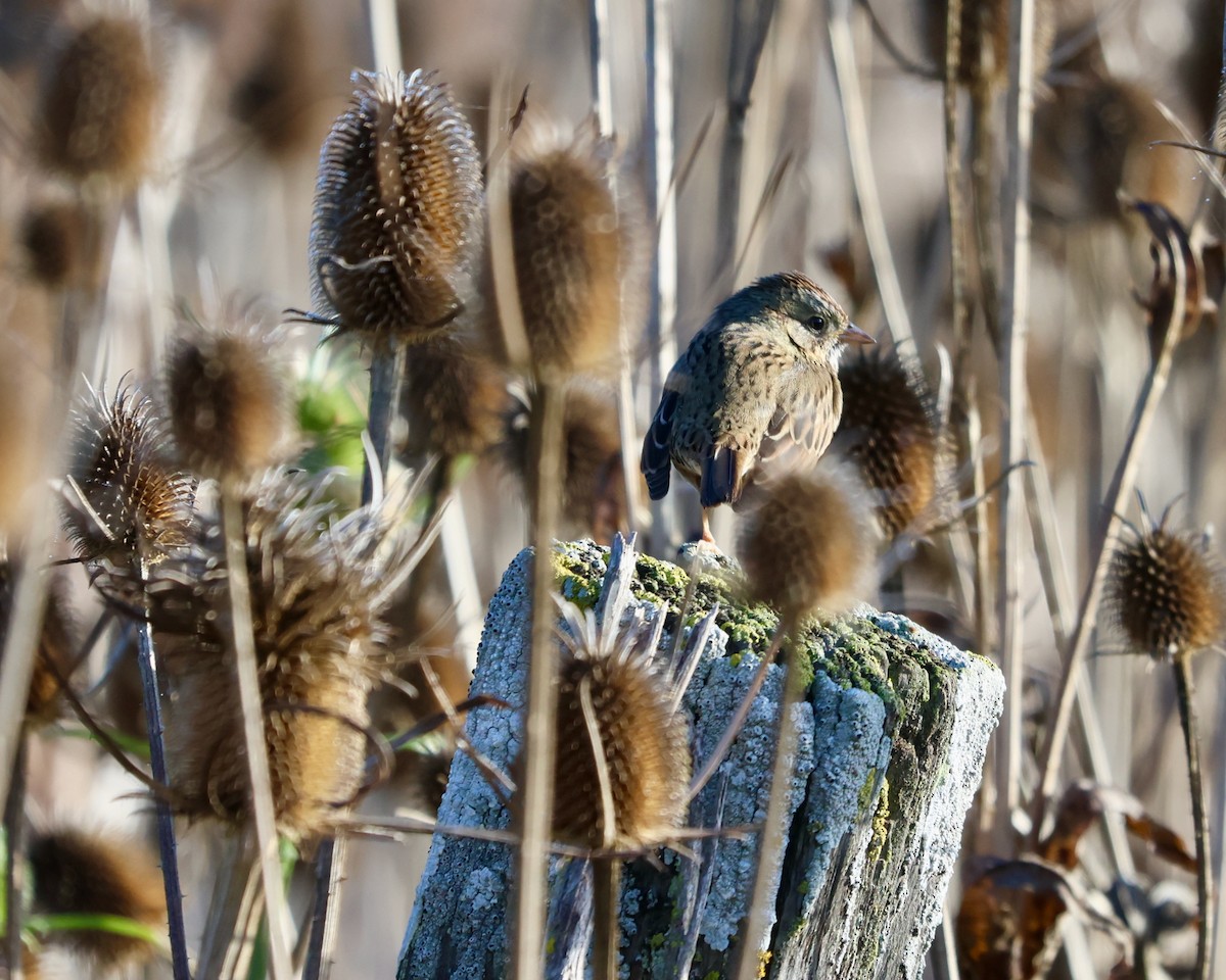 Lincoln's Sparrow - ML645307818